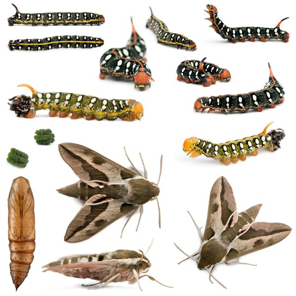 L'histoire du MMA : des origines à nos jours